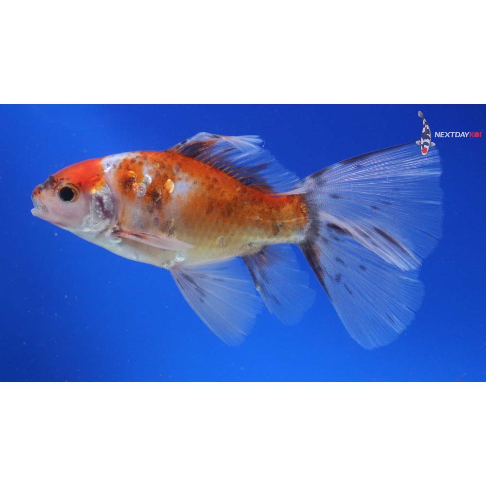 4.5” Imported Male Bristol Shubunkin