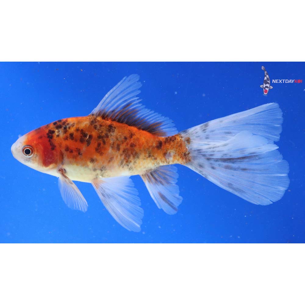 5.5” Imported Bristol Shubunkin