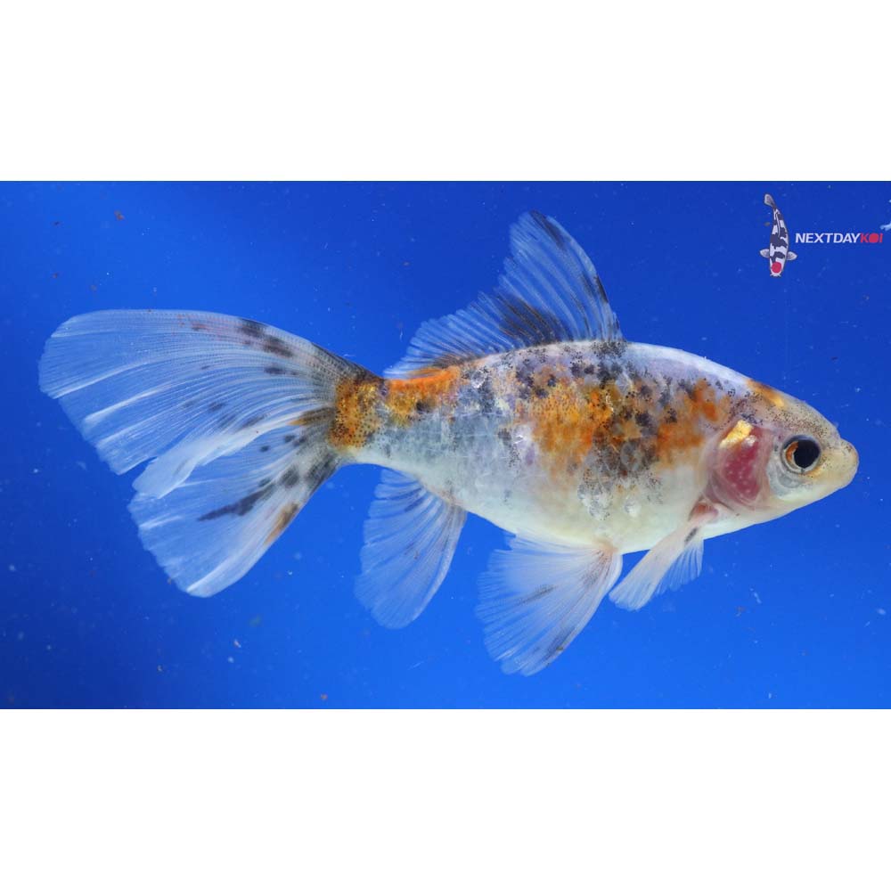 5.5” Imported Bristol Shubunkin