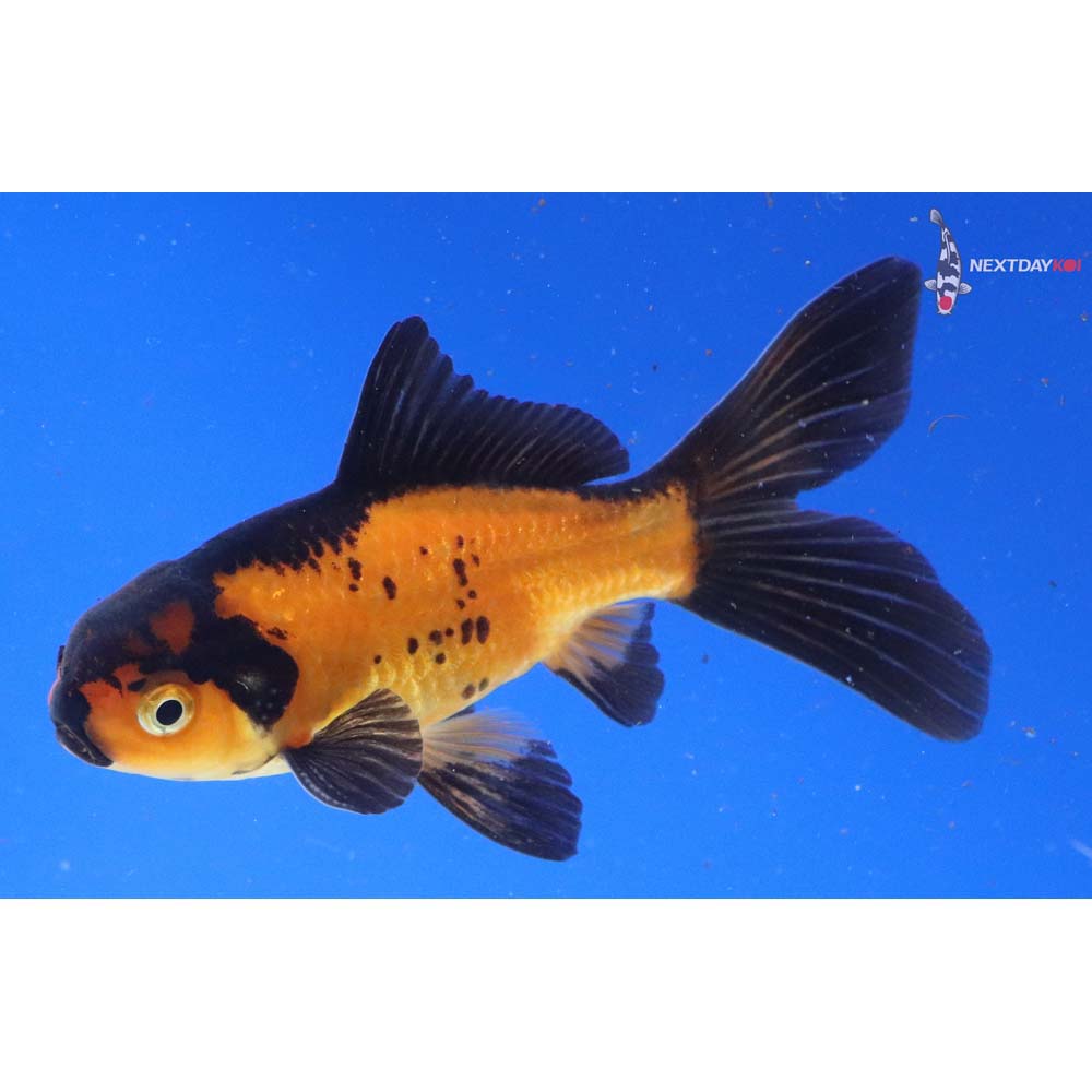 4” Imported Male Red Panda Comet