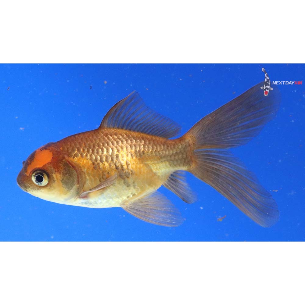 4” Imported Red Panda Comet