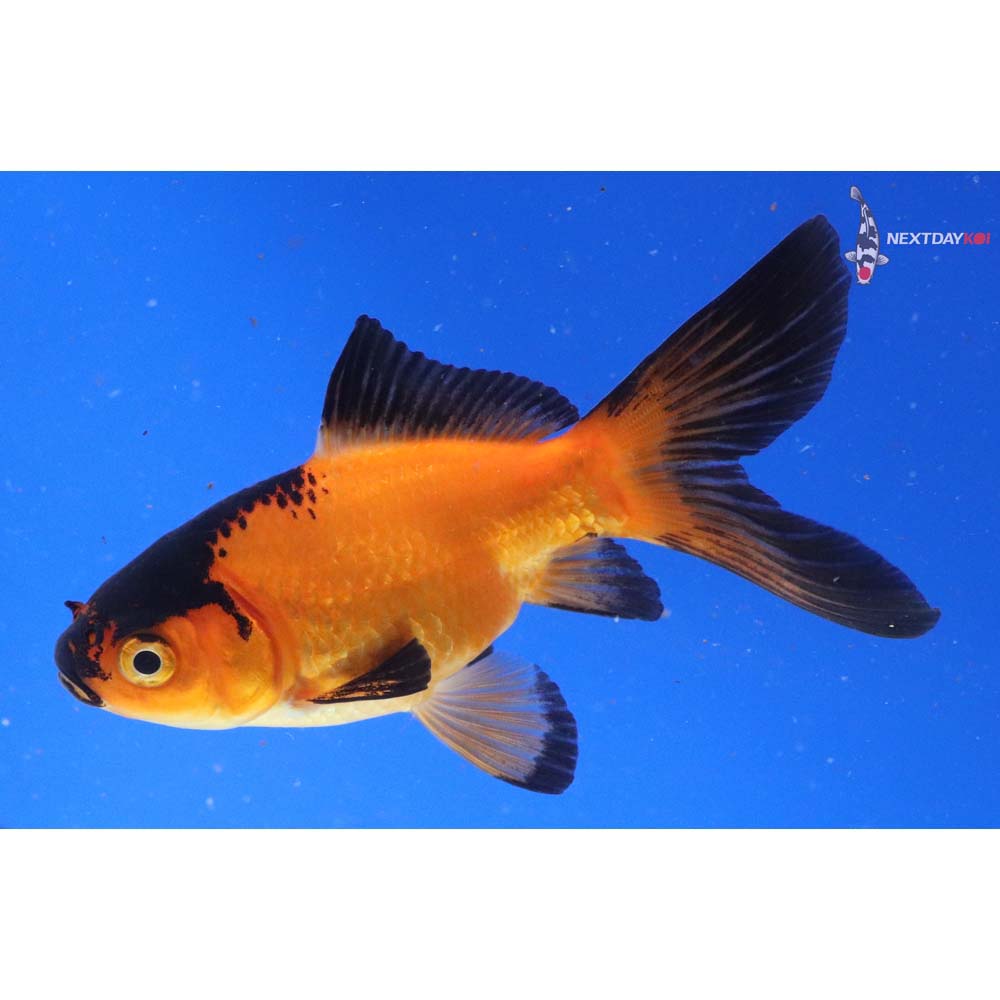 4.5” Imported Red Panda Comet