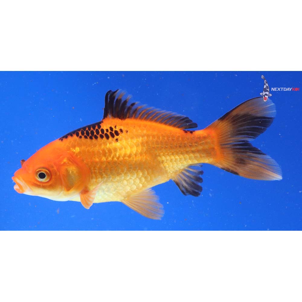 4.5” Imported Red Panda Comet