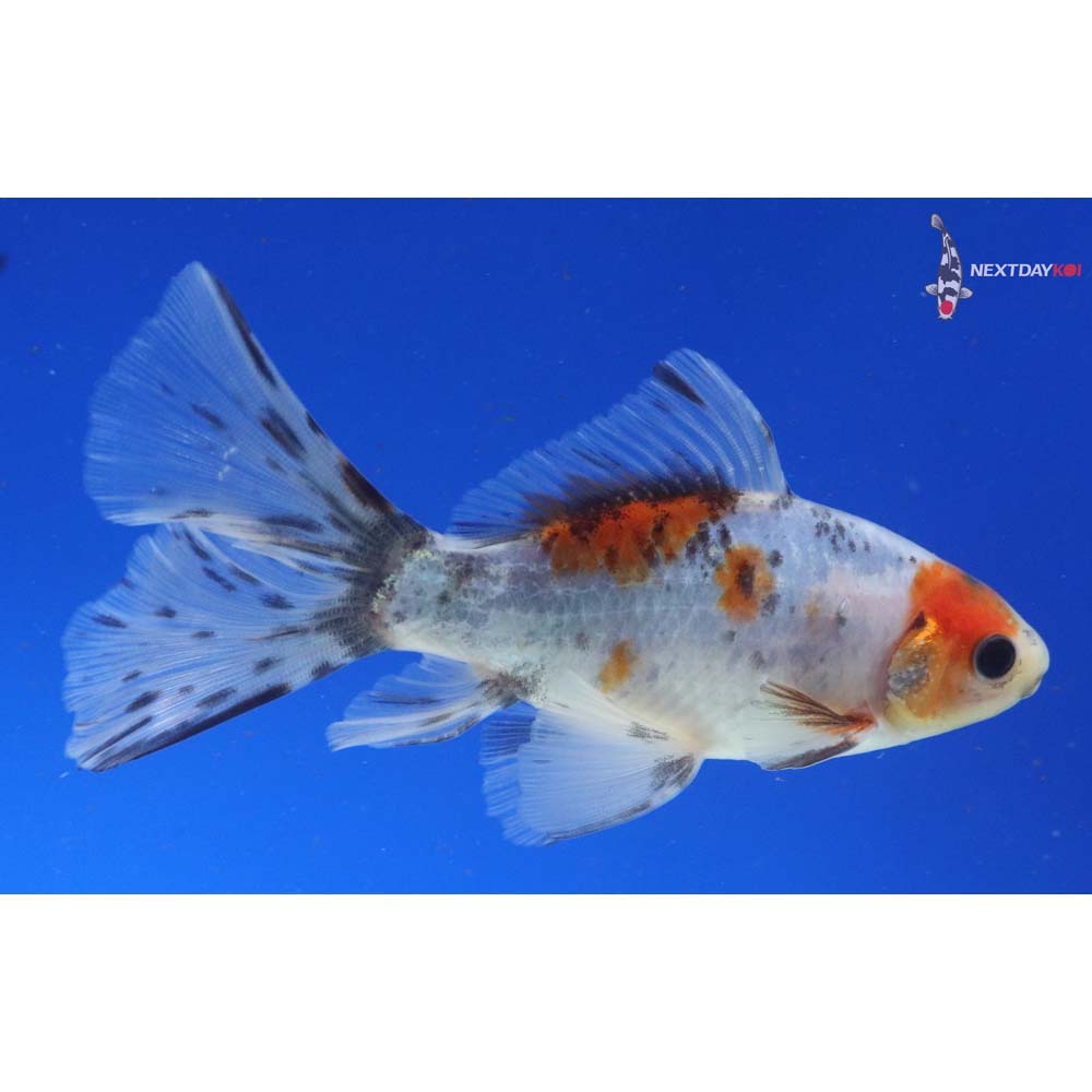 4.5” Imported Male Bristol Shubunkin