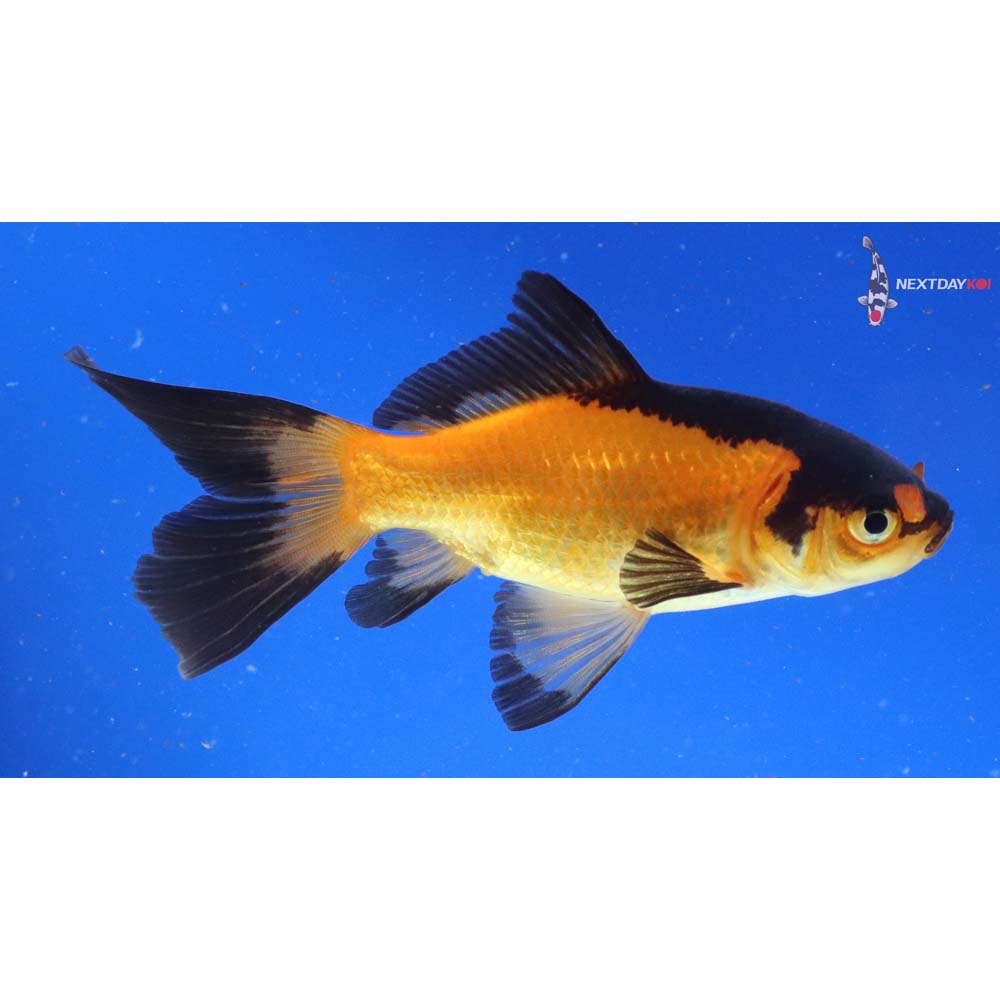 4.5” Imported Red Panda Comet