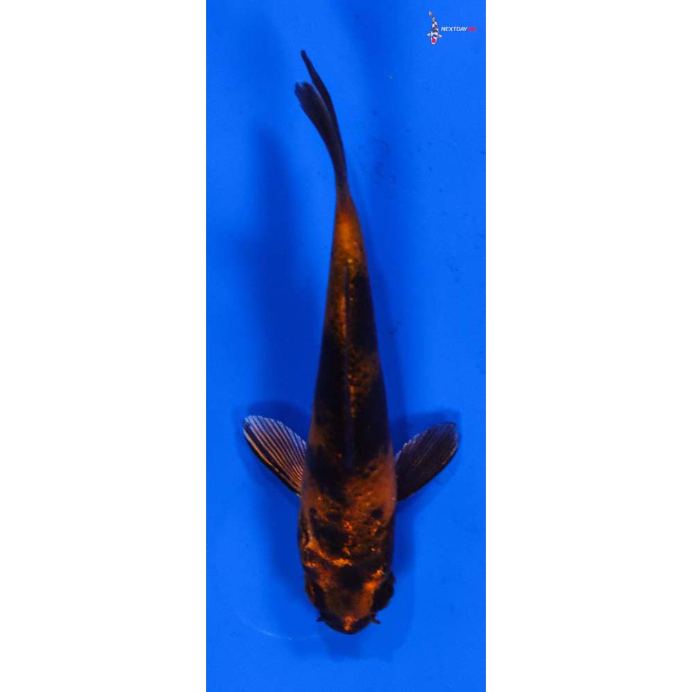 3” Imported Kin Hi Utsuri