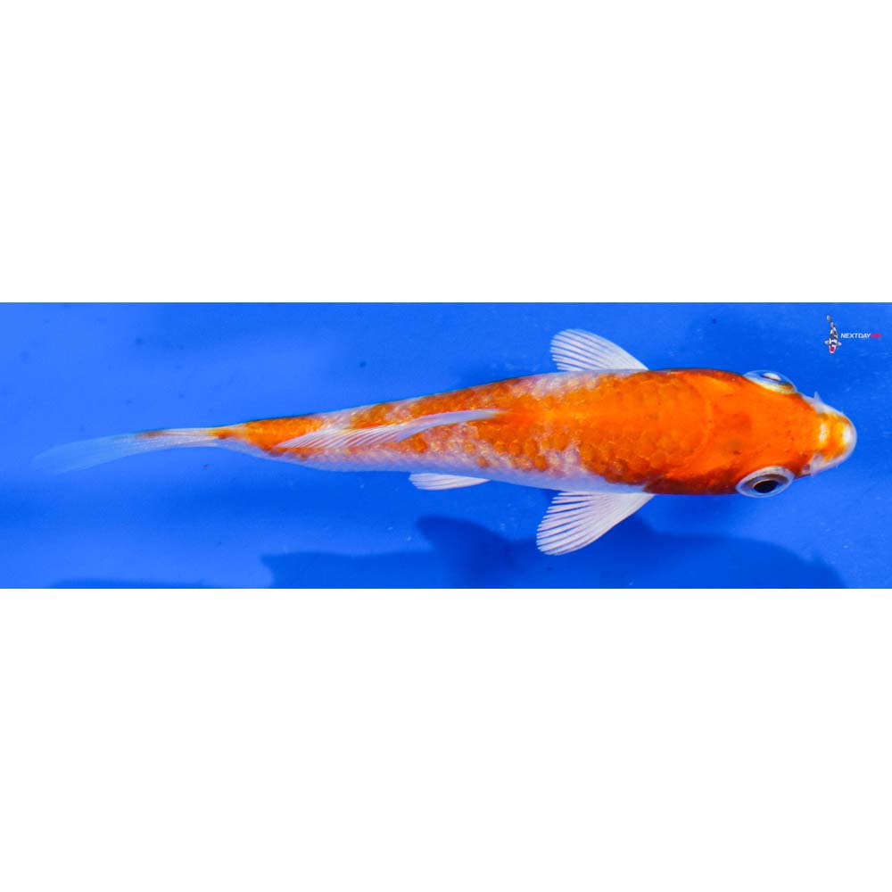 3” Imported Hariwake