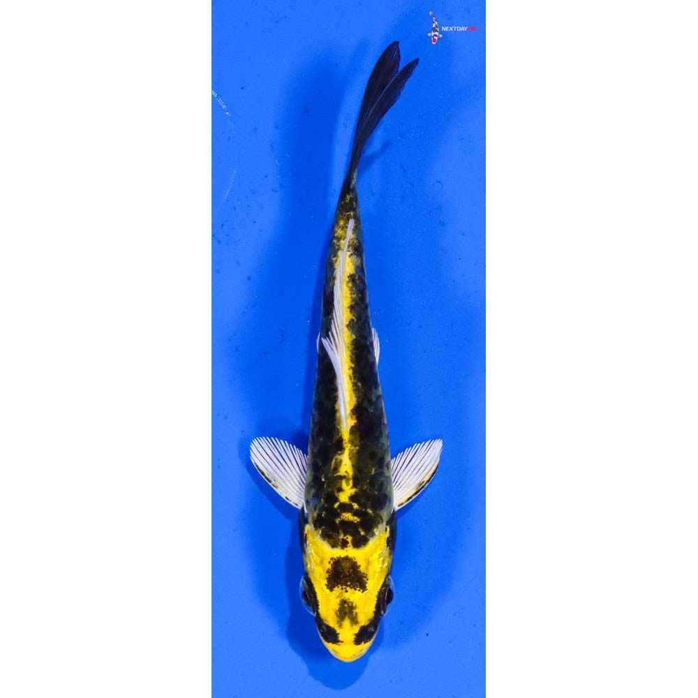 3” Imported Armor Scaled Ki Matsuba