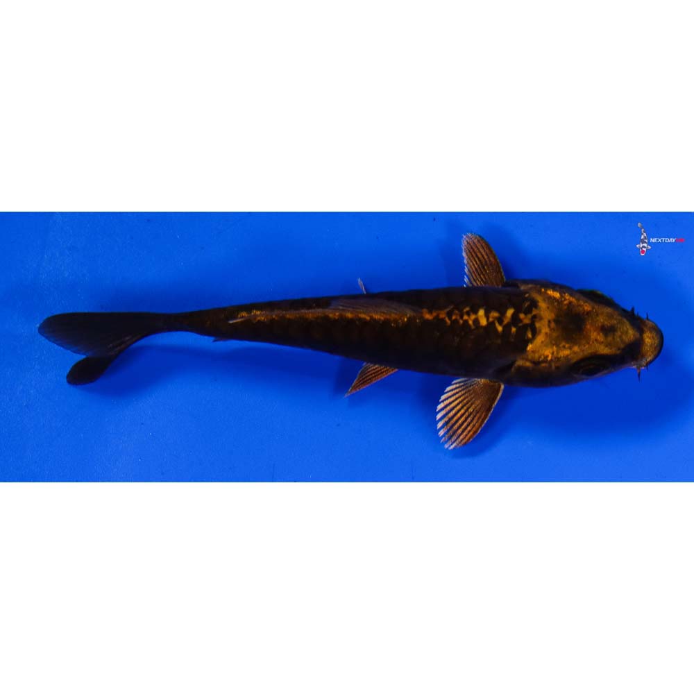 3” Imported Orenji Matsuba