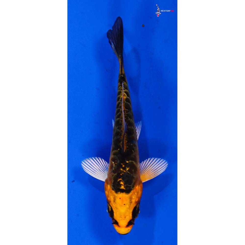 3” Imported Armor Scaled Orenji Matsuba