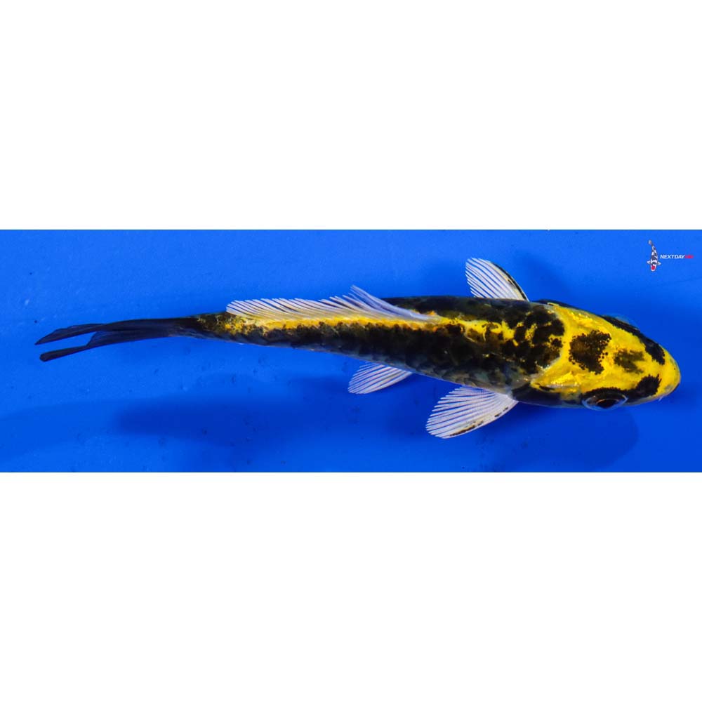 3” Imported Armor Scaled Ki Matsuba