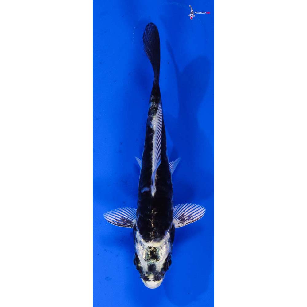 3” Imported Kikokuryu