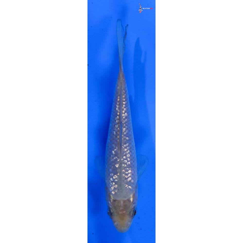 3” Imported Gin Rin Soragoi