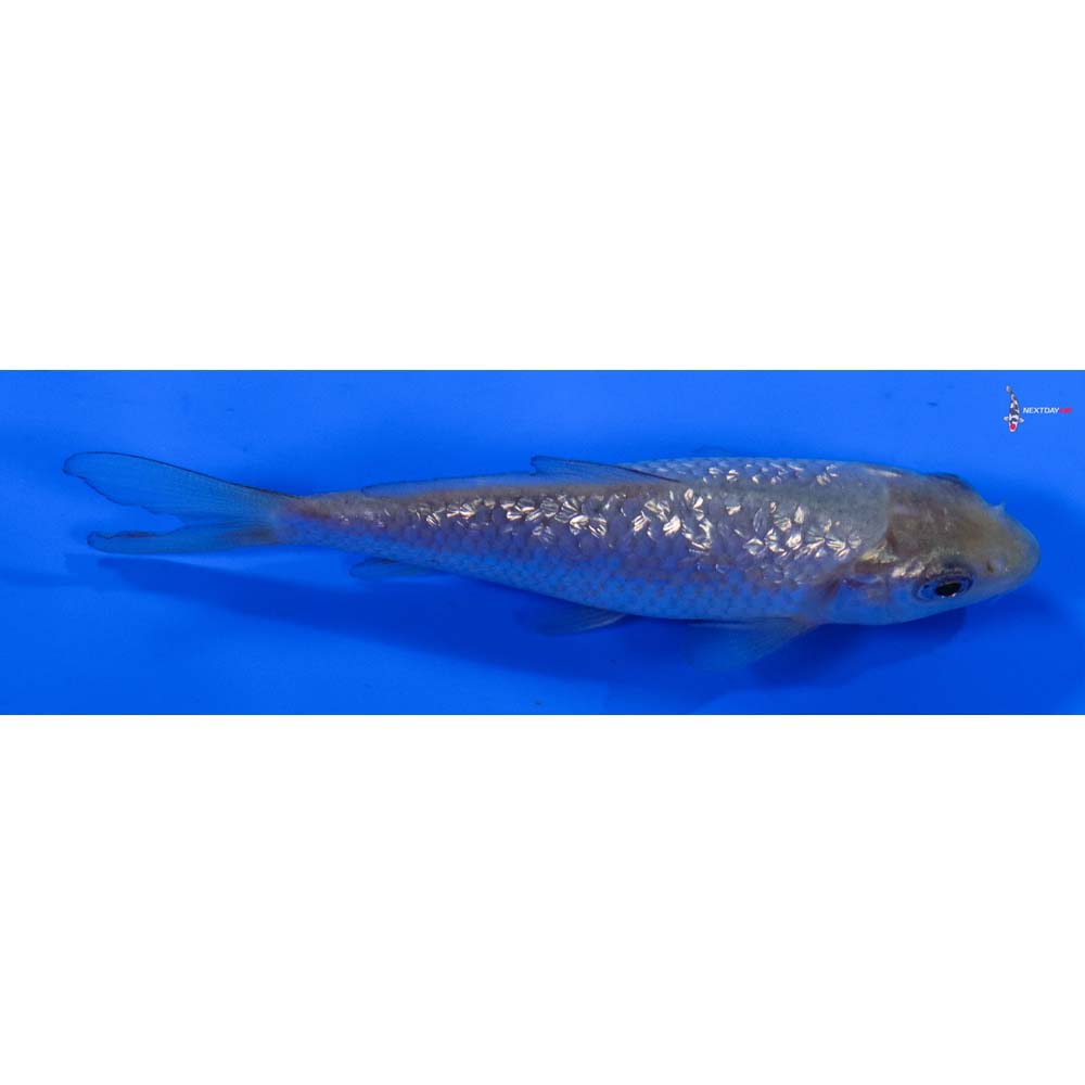 3” Imported Gin Rin Soragoi