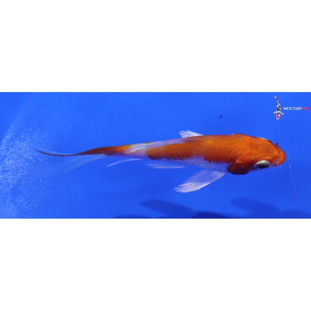 3” Imported Hariwake Butterfly Koi