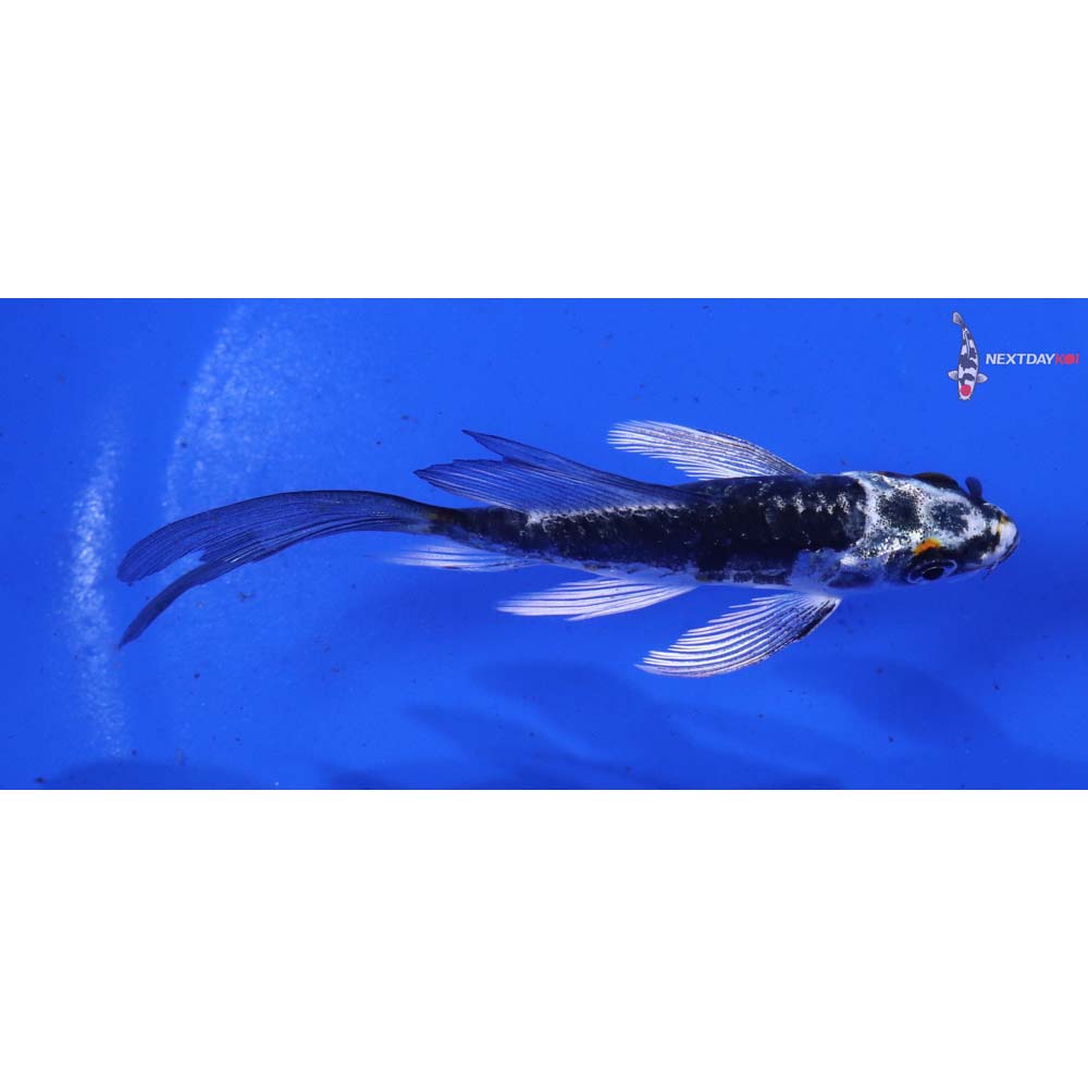 3.5” Imported Kin Kikokuryu Butterfly Koi
