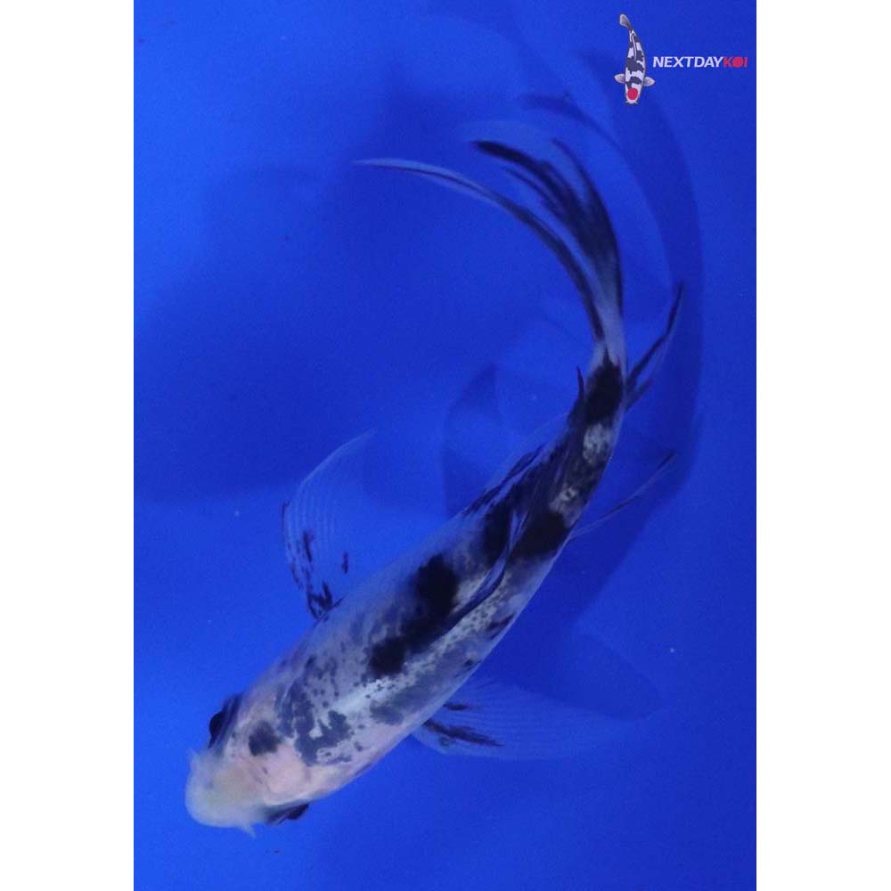 3” Imported Shiro Bekko Butterfly Koi