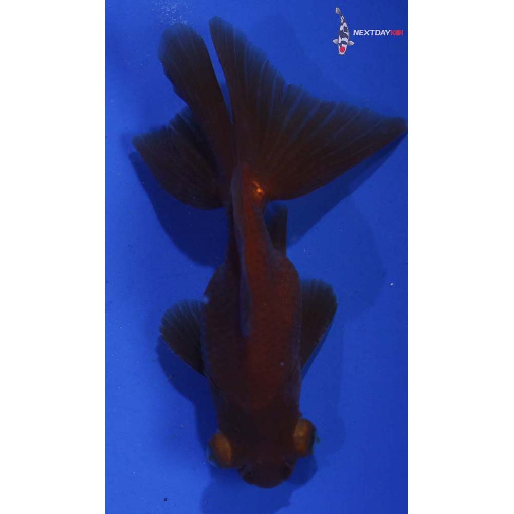 3” Imported Bronze Telescope Fantail