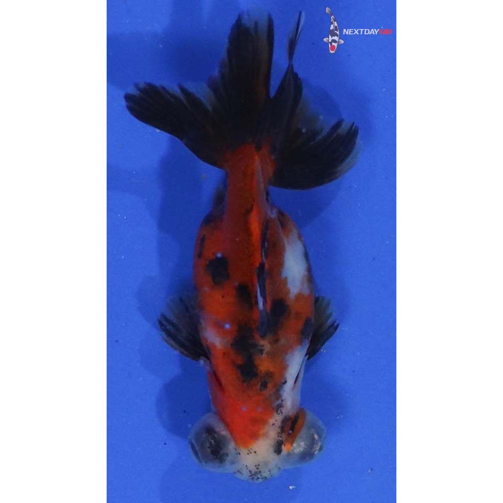 3” Imported Calico Telescope Fantail