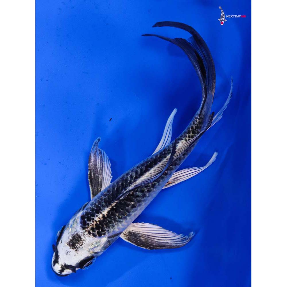 6” Imported Gin Matsuba Butterfly Koi