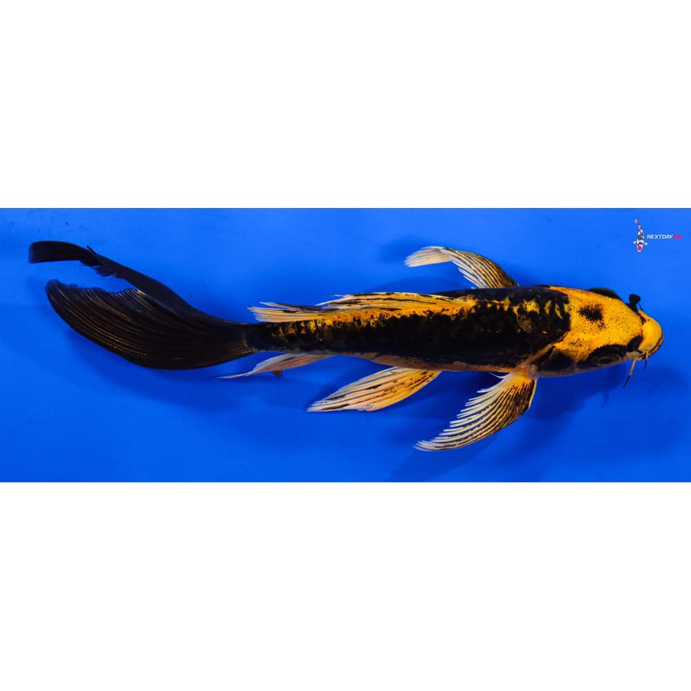 6” Imported Kin Kikokuryu Butterfly Koi