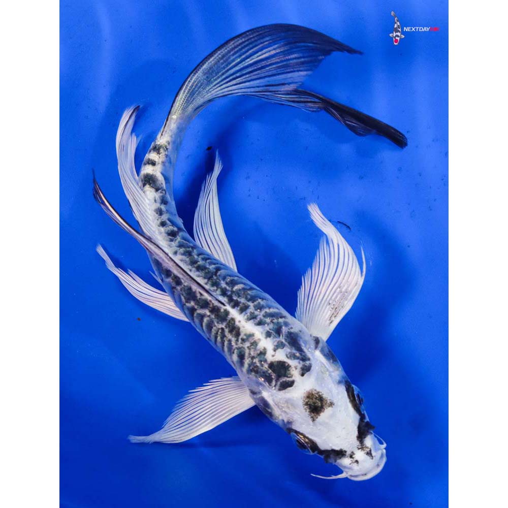 6” Imported Armor Scaled Gin Matsuba Butterfly Koi