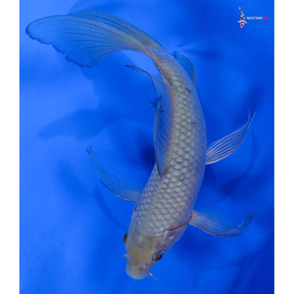7” Imported Soragoi Butterfly Koi