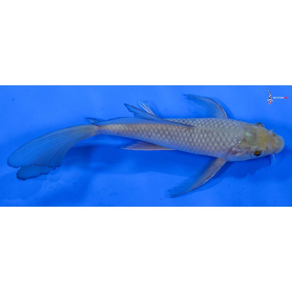 7” Imported Soragoi Butterfly Koi