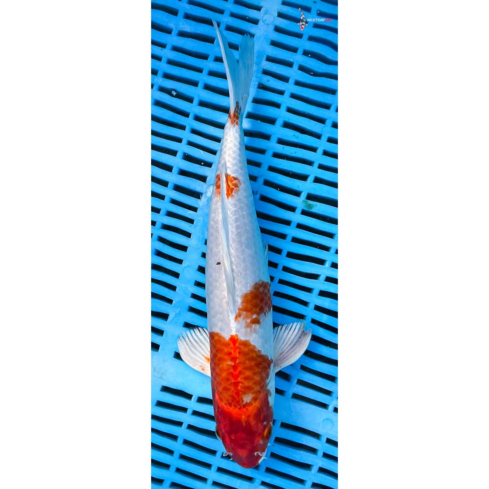 12-14” Imported Hariwake