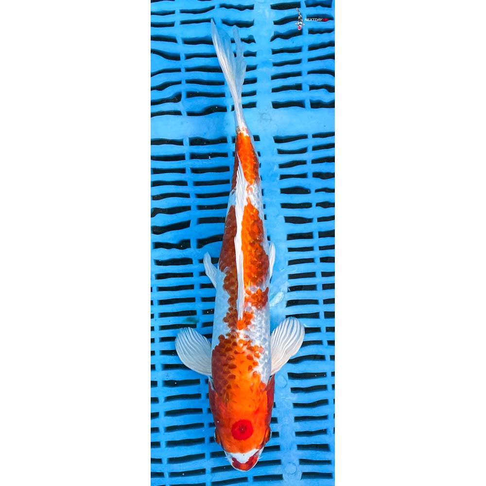 12-14” Imported Gin Rin Hariwake