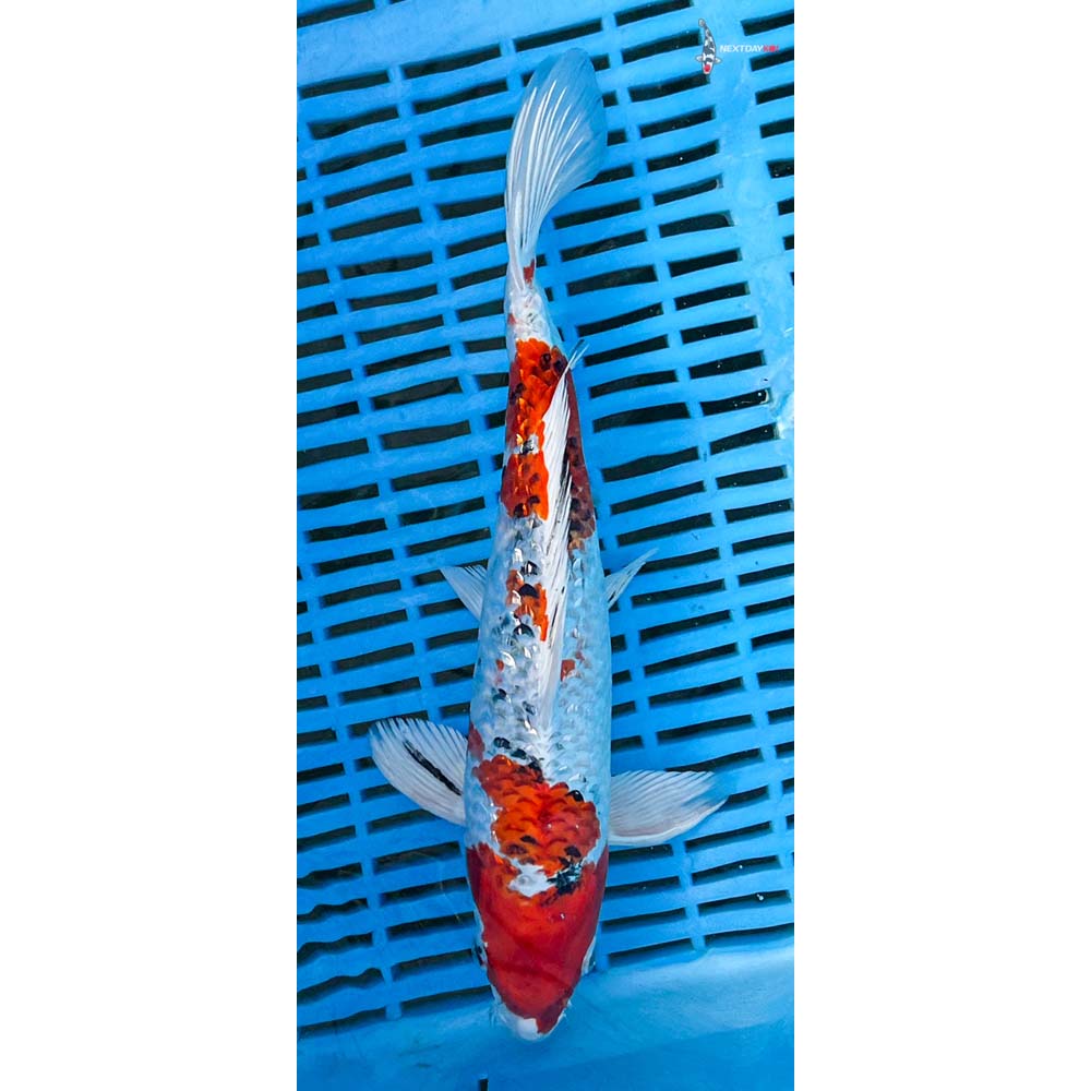 12-14” Imported Gin Rin Yamato Nishiki