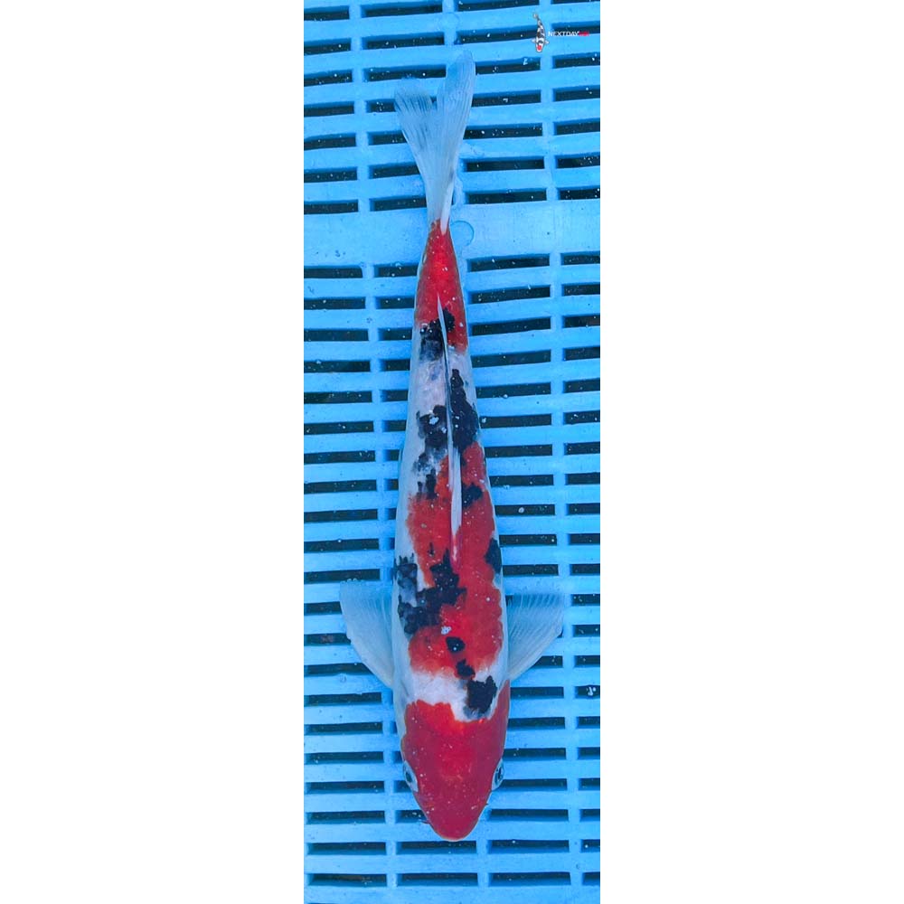 10-12” Imported Sanke