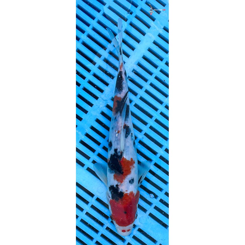 10-12” Imported Sanke