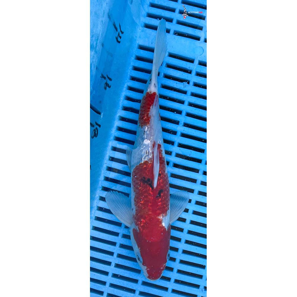 10-12” Imported Gin Rin Sanke