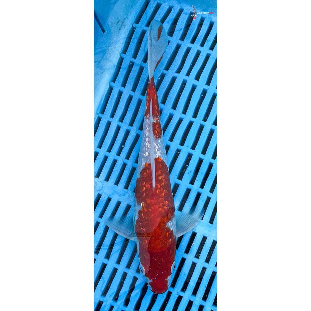 10-12” Imported Gin Rin Kohaku