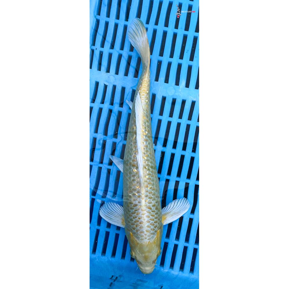 10-12” Imported Gin Rin Yamabuki Ogon