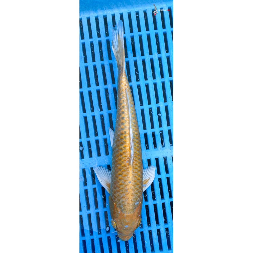 10-12” Imported Yamabuki Ogon