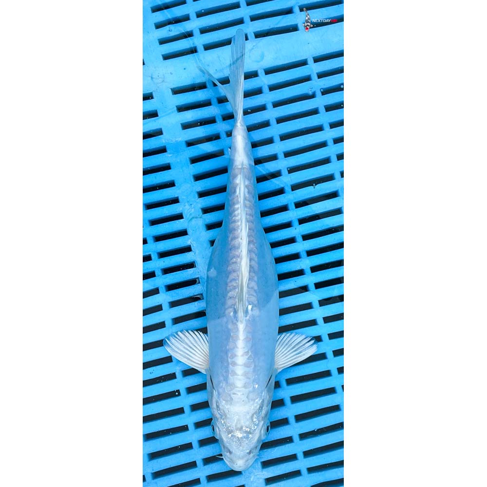 10-12” Imported Doitsu Platinum Ogon