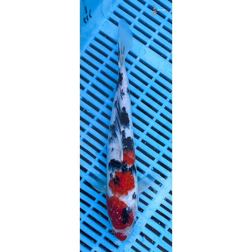 10-12” Imported Sanke