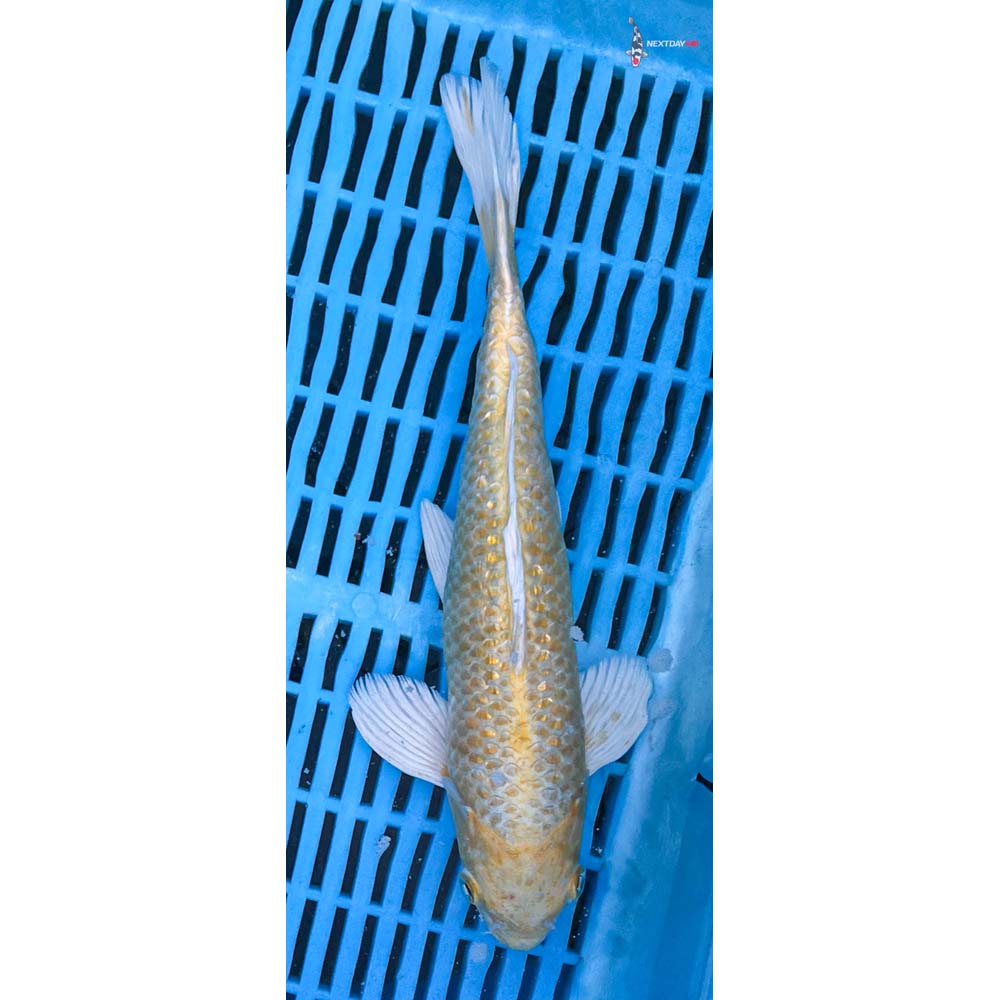 10-12” Imported Gin Rin Yamabuki Ogon