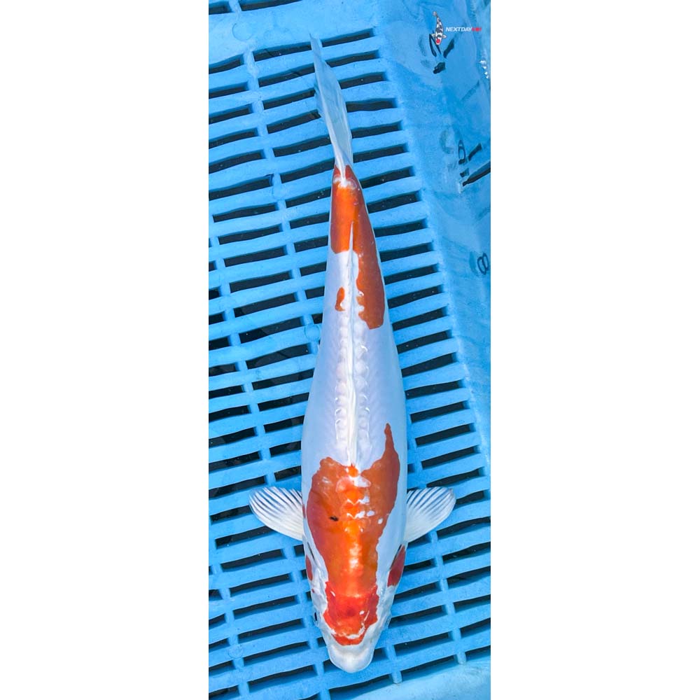 10-12” Imported Kikusui