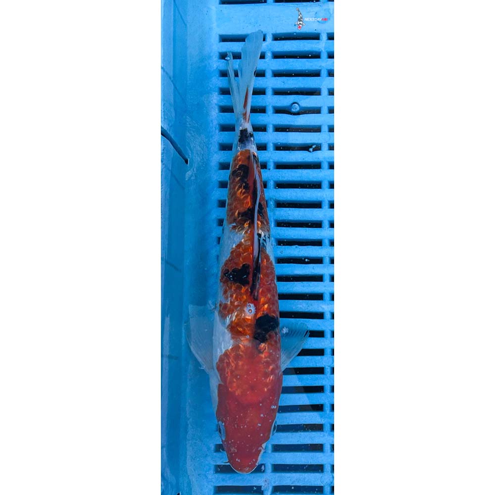 10-12” Imported Gin Rin Sanke