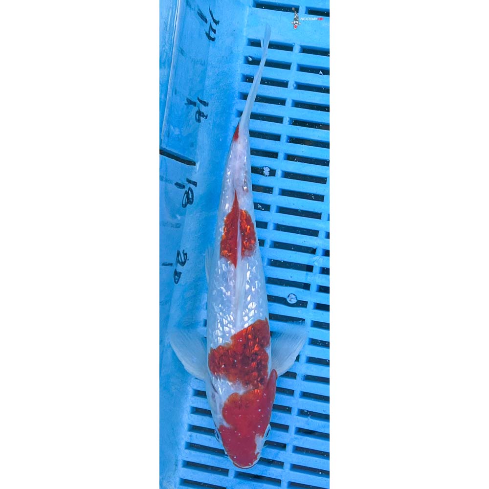 10-12” Imported Gin Rin Goromo