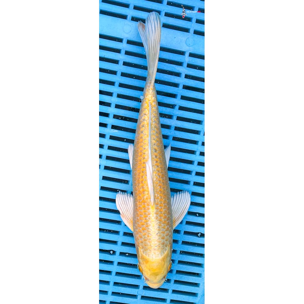 10-12” Imported Yamabuki Ogon