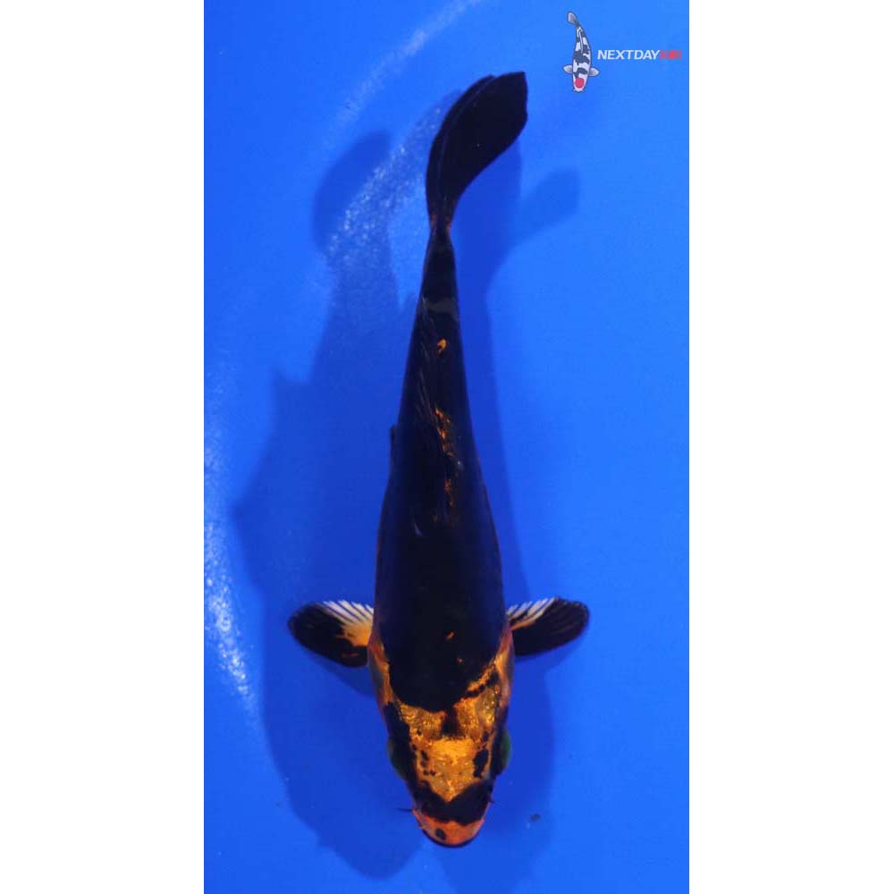 4” Imported Doitsu Kin Aka Bekko