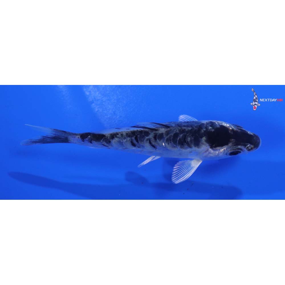 4” Imported Armor Scaled Gin Shiro Bekko