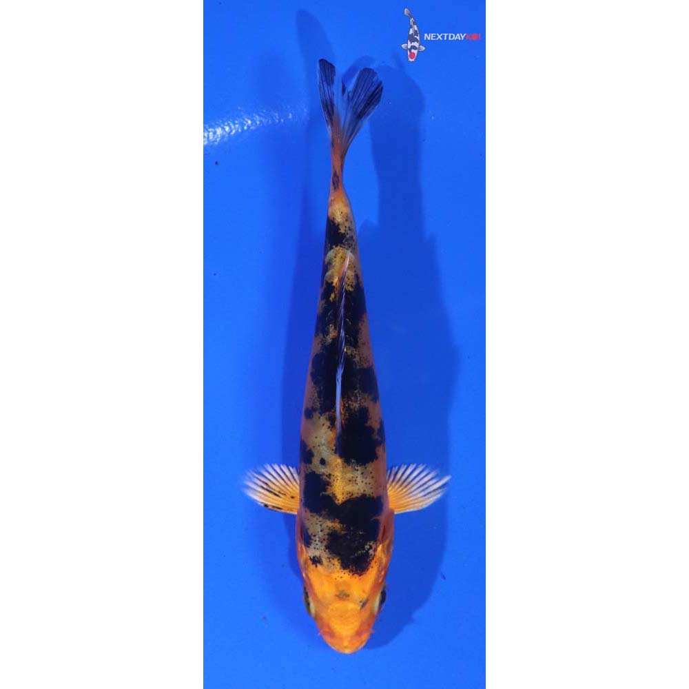 4” Imported Doitsu Kin Aka Bekko