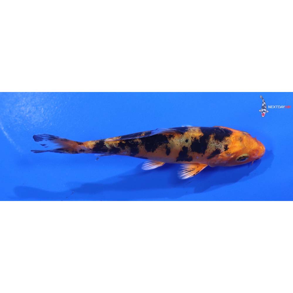 4” Imported Doitsu Kin Aka Bekko