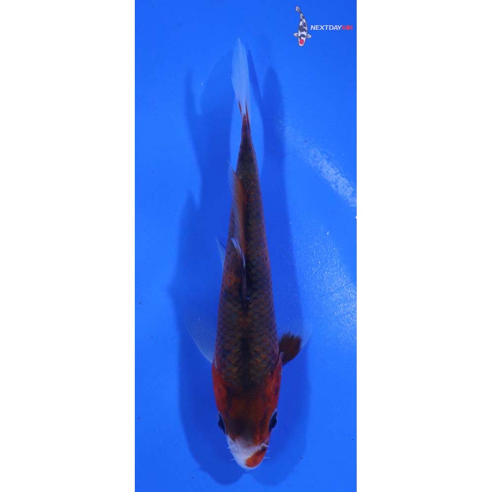 4.5” Imported Goromo