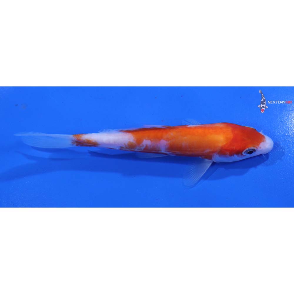4.5” Imported Doitsu Kohaku